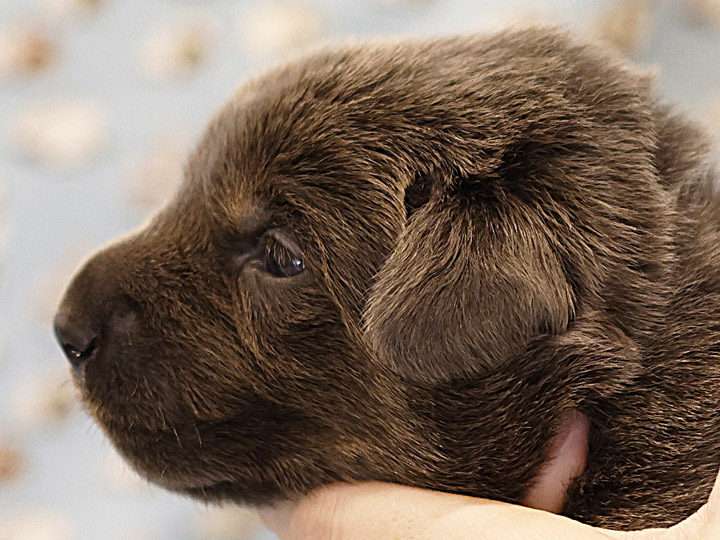 chinook puppy